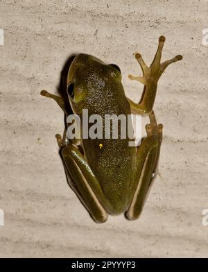 American Green Tree Frog (Dryophytes cinereus) oder Hyla Cinerea auf der Jagd nach Insekten an einer Wand in einem Wohngebiet von Houston, TX. Stockfoto