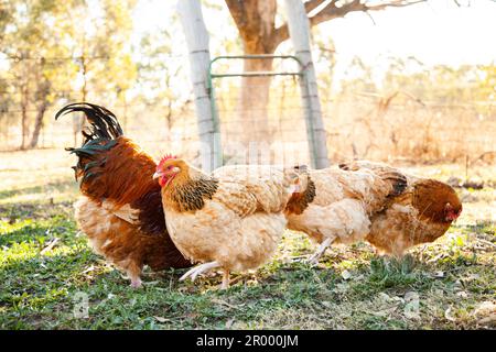 Buff Sussex Henne und Hahn im Schneckenhof auf australischem Bauernhof Stockfoto