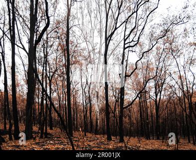 Verbranntes Buschland in Australien mit verkohlten einheimischen Pflanzen Stockfoto