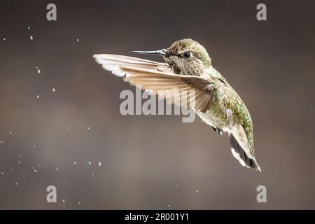 Der wunderschöne unreife Kolibri von männlicher Anna im Flug. Stockfoto