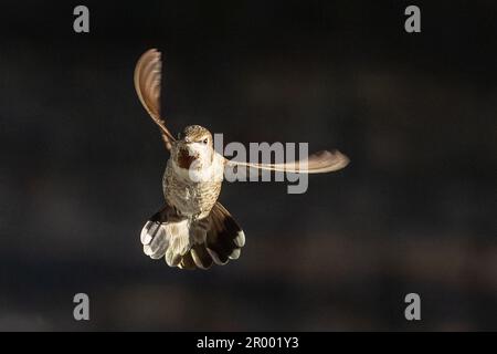 Der wunderschöne unreife Kolibri von männlicher Anna im Flug. Stockfoto
