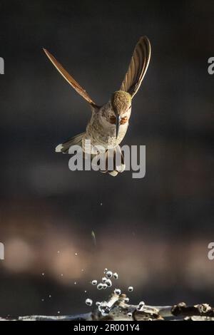 Der wunderschöne unreife Kolibri von männlicher Anna im Flug. Stockfoto