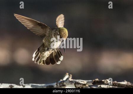 Der wunderschöne unreife Kolibri von männlicher Anna im Flug. Stockfoto