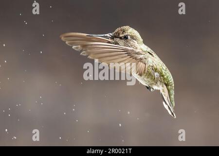 Der wunderschöne unreife Kolibri von männlicher Anna im Flug. Stockfoto