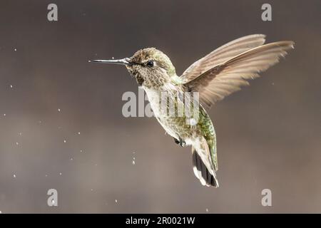 Der wunderschöne unreife Kolibri von männlicher Anna im Flug. Stockfoto