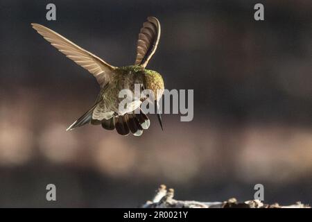 Der wunderschöne unreife Kolibri von männlicher Anna im Flug. Stockfoto