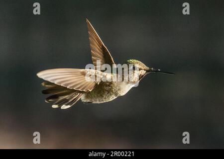 Der wunderschöne unreife Kolibri von männlicher Anna im Flug. Stockfoto