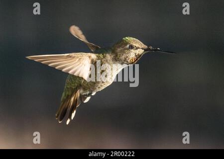 Der wunderschöne unreife Kolibri von männlicher Anna im Flug. Stockfoto