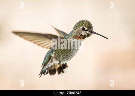 Der wunderschöne unreife Kolibri von männlicher Anna im Flug. Stockfoto