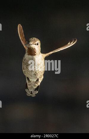 Der wunderschöne unreife Kolibri von männlicher Anna im Flug. Stockfoto