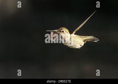 Der wunderschöne unreife Kolibri von männlicher Anna im Flug. Stockfoto