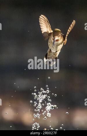 Der wunderschöne unreife Kolibri von männlicher Anna im Flug. Stockfoto