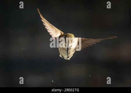 Der wunderschöne unreife Kolibri von männlicher Anna im Flug. Stockfoto