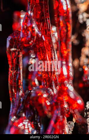 Glitzernder roter baumsaft auf der Außenseite des sterbenden Gummibaums kristallisiert Stockfoto