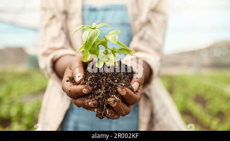 Zoomen Sie in die Hände eines Bauern, der Dreck in der Hand hält. Nahaufnahme an den Händen eines Bauern, der Boden hält. Betriebsinhaber, der Keimlinge hält. afroamerikanischer Bauer Stockfoto