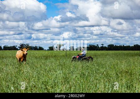 Ein Bauer auf dem Quad, der Rinder in der grünen Blaugras-Koppel kontrolliert Stockfoto