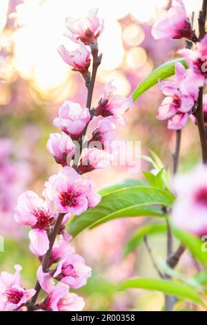 Rosa Blüten auf Pfirsichbusch an einem Frühlingnachmittag mit Bokeh-Sonnenlicht im Hintergrund Stockfoto