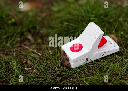 Tote Maus in einer Mausefalle draußen auf der Farm gefangen Stockfoto