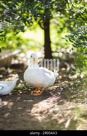 Weiße Ente, die im Licht unter dem Baum steht Stockfoto