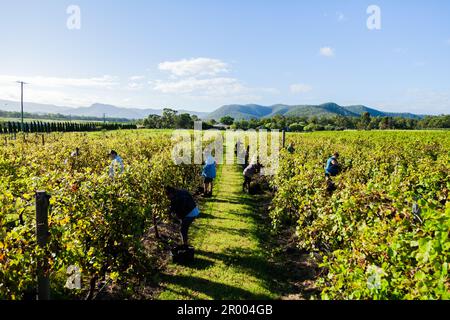 Backpacker und einheimische Traubenpflücker, die in einem Weingut im Hunter Valley in Australien arbeiten Stockfoto