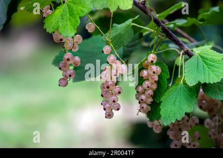 Ribes rubrum oder weiße Johannisbeeren, die im Sommer auf einem Busch wachsen, aus nächster Nähe Stockfoto