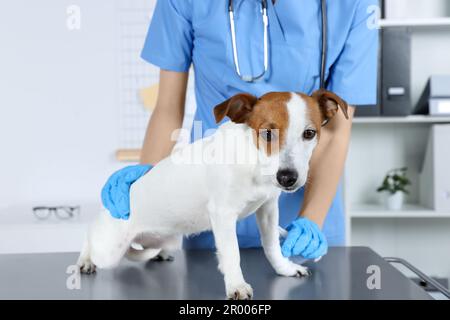 Tierarzt, der Verband an der Hundepfote anlegt, am Tisch in der Klinik, Nahaufnahme Stockfoto