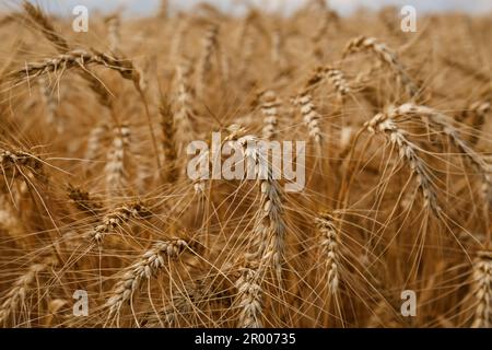 Reife Weizenstacheln auf dem Ackerfeld, Nahaufnahme Stockfoto