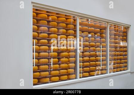 Frische Käseköpfe auf einem Regal im Geschäft Stockfoto