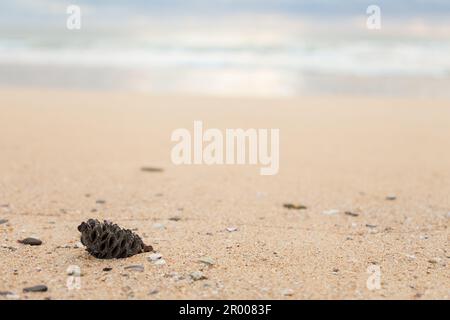 Australische Samenschale Banksia-Nuss, angespült am Sandstrand mit Kopierraum, niedriger Blickwinkel zum Meer Stockfoto