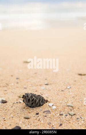 Australische Samenschale Banksia-Nuss, angespült am Sandstrand mit Kopierraum, niedriger Blickwinkel zum Meer Stockfoto