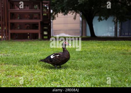 Eine schwarze Moschusente auf grünem Rasen Stockfoto