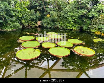 Rotterdam, Niederlande - 27. August 2022: Teich mit den wunderschönen Lilienblättern der Königin Victoria Stockfoto