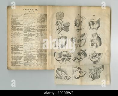 Verwitterte Anatomie-Zeitschrift. Ein altes Anatomiebuch mit seinen Seiten. Stockfoto