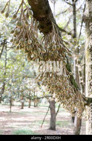 Durian Blumen bud auf durian Baum (selektive Fokus) Stockfoto