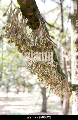 Durian Blumen bud auf durian Baum (selektive Fokus) Stockfoto