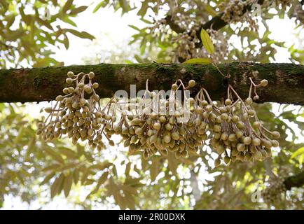 Durian Blumen bud auf durian Baum (selektive Fokus) Stockfoto