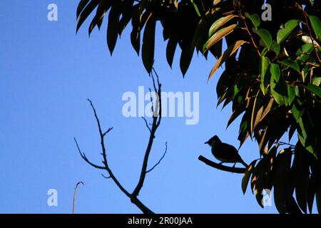 Silhouette eines kleinen Vogels auf einem Ast in Nord-Sulawesi, Indonesien. Stockfoto