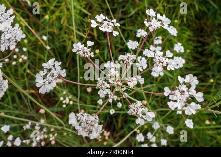 Weiße Blumen von Torilis japonica - Japanische Hecke Petersilie aus nächster Nähe Stockfoto