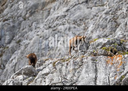 Alpine Chamois in ihrem natürlichen felsigen Lebensraum in den Hochschwabalpen in Osterreich. Stockfoto