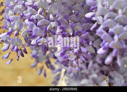 Nahaufnahme blühender weißer und violetter Wisterblumen an der gelben Hauswand im Frühling Stockfoto