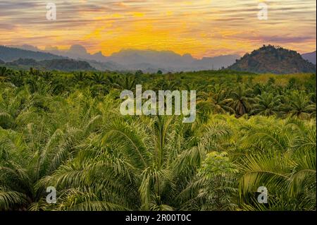 Regenwald-Morgen. Tropischer Dschungel bei Sonnenuntergang. Landschaftskulisse mit Palmen bei Sonnenuntergang im Hintergrund der Berge bei Sonnenaufgang Stockfoto