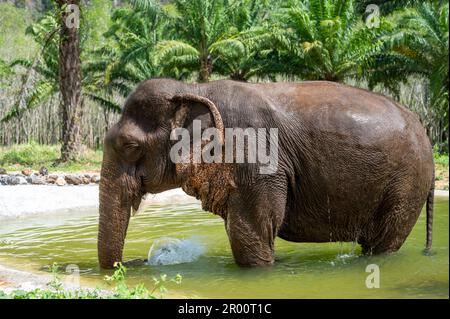 Asiatischer Elefant im natürlichen Lebensraum. Der natürliche Lebensraum des thailändischen Elefanten liegt in tropischen Wäldern. Der Elefant trinkt Wasser und wäscht sich im See Stockfoto