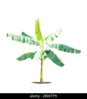 Grüner Bananenbaum isoliert auf weißem Hintergrund Stockfoto
