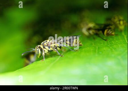 Wespe im Nest auf grünem Blatt Stockfoto