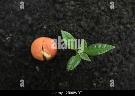 Avocadosesprossen und gekeimte Samen aus dem Boden. Stockfoto