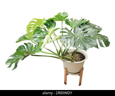 Tropische Monstera splitleaf Philodendron-Naturpflanze isoliert auf weißem Hintergrund. Schweizer Käsefabrik. Stockfoto