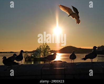 Eine Möwe Landing by the Sunset in Oslo Stockfoto