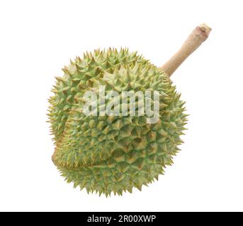 Grüne frische Durianfrucht, isoliert auf weißem Hintergrund Stockfoto