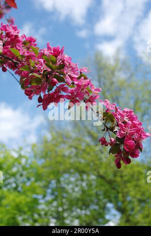 Blühender Ast des Krabbenapfels im Frühling. Malus floribunda Stockfoto