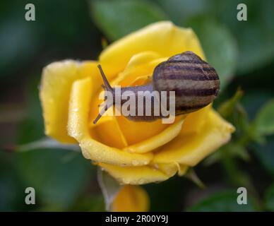 Gartenschnecke auf „Strike IT Rich“ Grandiflora Rose Stockfoto